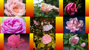 klicke hier, um die Datei herunterzuladen Einfach nur Rosen