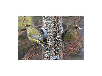 klicke hier, um die Datei herunterzuladen Wildvoegel-Fütterung