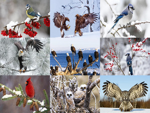 klicke hier, um die Datei herunterzuladen Vögel im Schnee