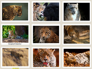 Leopard-Jaguar 2 (Tiere)