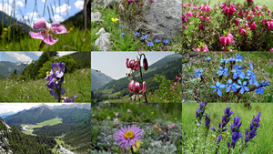Alpenblumen der Schweizer Alpen-2