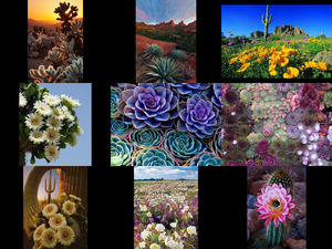 klicke hier, um die Datei herunterzuladen Arizona desert