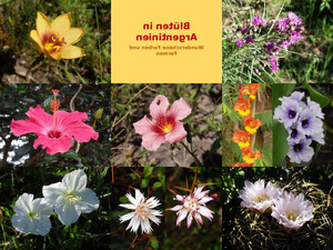 klicke hier, um die Datei herunterzuladen Blüten in Argentinien