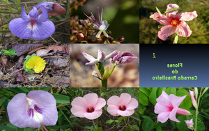 klicke hier, um die Datei herunterzuladen Brasilianische Savannah Blumen -1