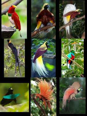 klicke hier, um die Datei herunterzuladen Vögel von Madagaskar