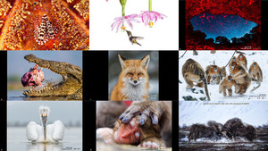 klicke hier, um die Datei herunterzuladen Tierfotograf des Jahres 2016