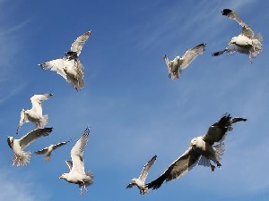 klicke hier, um die Datei herunterzuladen Für Euch ALLE