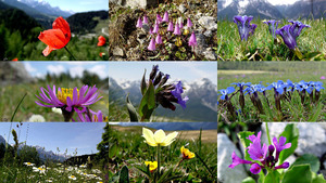 Alpine Blumen der Schweizer Alpen