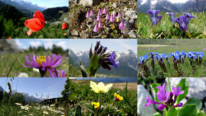 klicke hier, um die Datei herunterzuladen Alpine Blumen der Schweizer Alpen