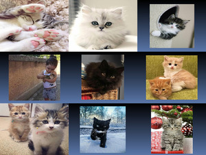 klicke hier, um die Datei herunterzuladen Beautyful Katzen