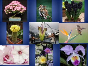 klicke hier, um die Datei herunterzuladen Schöne Naturfotos4