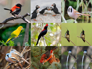 klicke hier, um die Datei herunterzuladen Beautyful Voegel