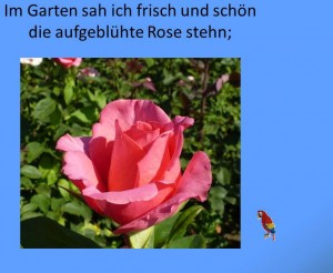 Im Garten - Die Rose