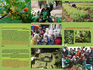 Bolivien und der Coca Anbau