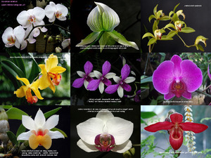 OrchideenundGedanken