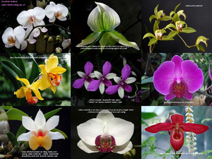 klicke hier, um die Datei herunterzuladen OrchideenundGedanken