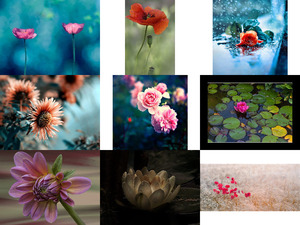 klicke hier, um die Datei herunterzuladen Des Fleurs ... - Blumen