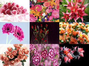 Special Fleurs - Spezielle Blumen