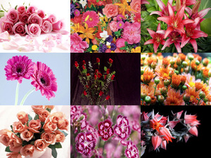 klicke hier, um die Datei herunterzuladen Special Fleurs - Spezielle Blumen
