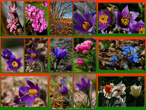 klicke hier, um die Datei herunterzuladen Blumen-2-3