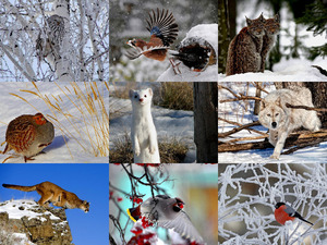 Winter Wood Pals - Winter-Holz-Kumpel Tiere