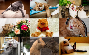 klicke hier, um die Datei herunterzuladen Funny Felines 4 - Lustige Katzen 4