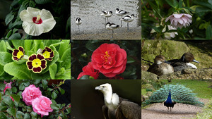 Kukeleku in de natuur - In der Natur