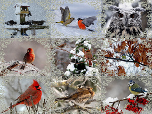 Winter Birdies 1 - Winter-Vgel 1
