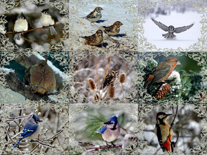 Winter Birdies 2 - Winter-Vgel 2