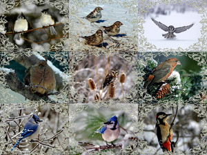 klicke hier, um die Datei herunterzuladen Winter Birdies 2 - Winter-Vögel 2