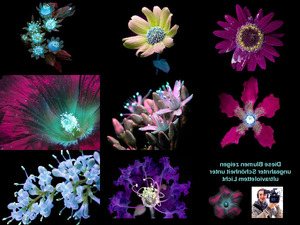 klicke hier, um die Datei herunterzuladen Blumen mit ultraviolettem Licht.Erika