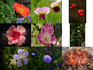 Belles Photos ... Fleurs 1 - Schne Fotos... Blumen 1