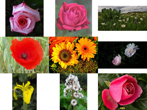Belles Photos ... Fleurs 2 - Schne Fotos... Blumen 2