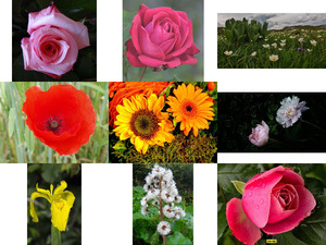 klicke hier, um die Datei herunterzuladen Belles Photos ... Fleurs 2 - Schöne Fotos... Blumen 2