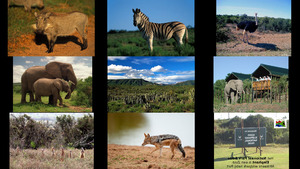 National Park - Addo Elephant - Nationalpark- Addo Elefanten