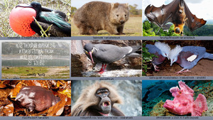 klicke hier, um die Datei herunterzuladen Phantastische Tiere
