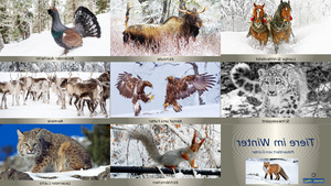 klicke hier, um die Datei herunterzuladen Tiere im Schnee