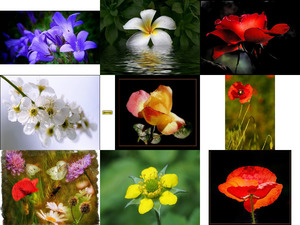 Belles Photos ... Fleurs 3 - Schne Fotos ... Blumen 3