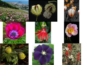 Belles Photos ... Fleurs 4 - Schne Fotos ... Blumen 4