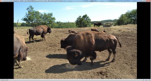 klicke hier, um die Datei herunterzuladen La ferme aux Bisons- Lapenne en ARIÉGE - Der Hof mit Bisons