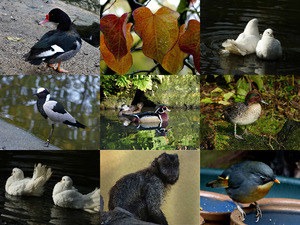klicke hier, um die Datei herunterzuladen Mondo Verde November - Tiere