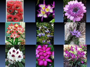 klicke hier, um die Datei herunterzuladen Beautyful Blumen 3