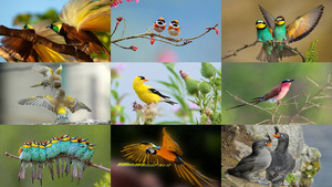 klicke hier, um die Datei herunterzuladen Bunte Vogelwelt