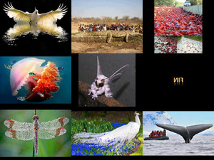 klicke hier, um die Datei herunterzuladen Bunte Naturfotos