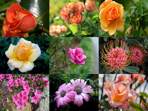 klicke hier, um die Datei herunterzuladen Fleurs 9 - Schöne Blumen 9