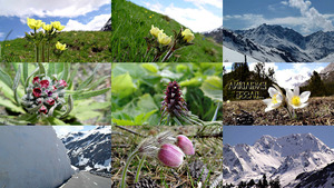 klicke hier, um die Datei herunterzuladen Engiadina - Bergblumen