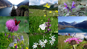 Fleurs de montagne - Bergblumen