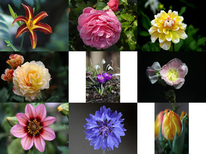 klicke hier, um die Datei herunterzuladen Flowers - Blumen - 22