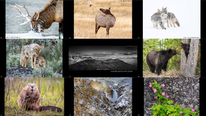 klicke hier, um die Datei herunterzuladen 2016 Yellowstone Forever Fotowettbewerb