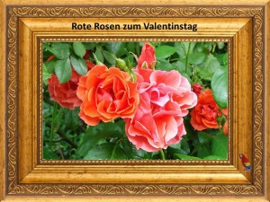 Rote Rosen Heino